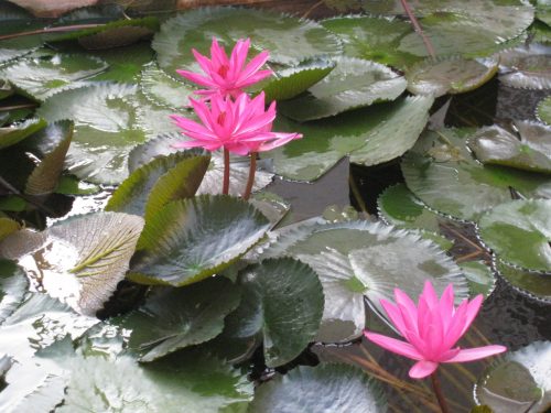 Meditation, flowing mudras and yoga @ Meditation, flowing mudras and yoga