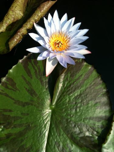 Meditation, flowing mudras and yoga @ Meditation, flowing mudras and yoga