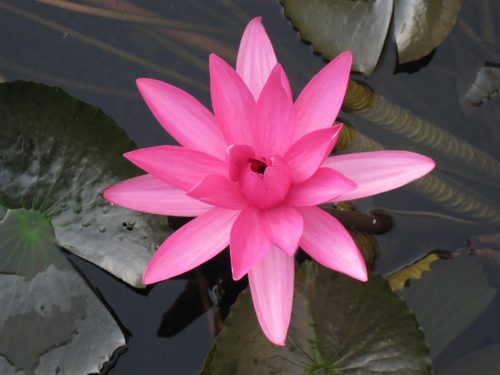 Meditation, flowing mudras and yoga @ Meditation, flowing mudras and yoga
